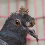 Coronavirus covid-19, SARS & MERS: orsak, symtom & behandling